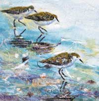 Sanderlings on the Beach