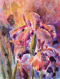 Iris