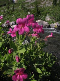 Lewis Monkeyflower