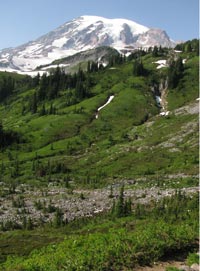 Mt Ranier